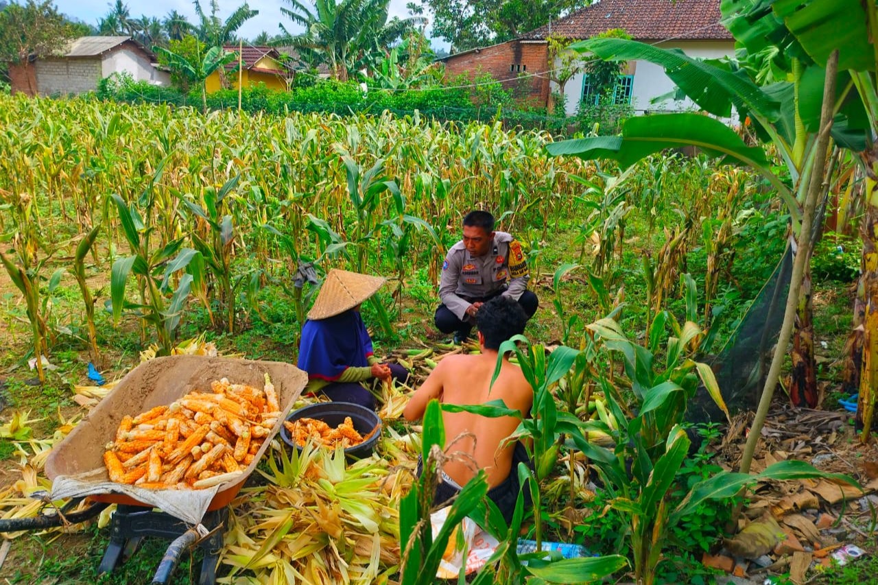 Polisi Sambangi Petani Jagung di Eyat Mayang Lembar, Dorong Ketahanan Pangan Lokal