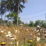 Sinergi Polisi dan Petani pada Panen Jagung Hibrida di Dusun Berambang, Lombok Barat