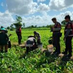 Polres Lombok Barat Turun ke Sawah, Pastikan Produktivitas Jagung di Gerung Terjaga