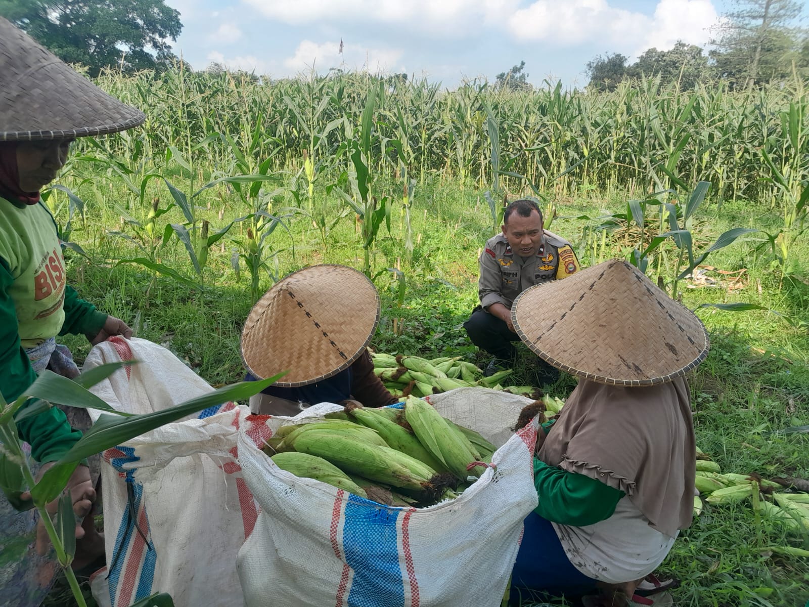 Panen Jagung Dusun Jerneng: Polsek Labuapi Dorong Swasembada Pangan Lokal