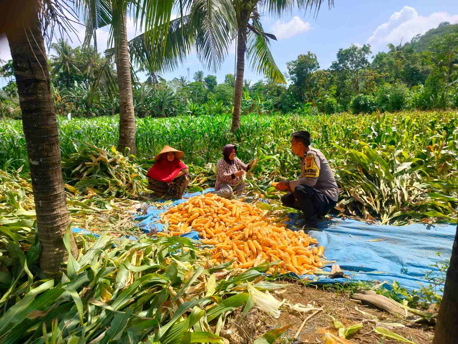 Sinergi Polri dan Petani Eyat Mayang untuk Perkuat Ketahanan Pangan Nasional