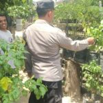 Sinergi Polri dan Masyarakat Sekotong Perkuat Ketahanan Pangan dan Kamtibmas