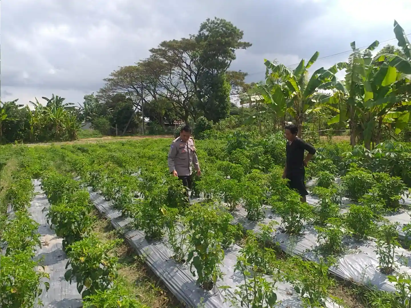 Dorong Kemandirian Pangan Keluarga, Bhabinkamtibmas Dampingi Warga Olah Lahan