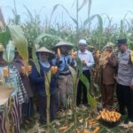 Panen Jagung di Babussalam, Polri Jadi Sahabat Petani Lombok Barat