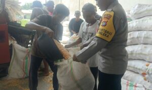Jaga Kualitas, Polri Bantu Petani Lombok Barat Pipil Jagung