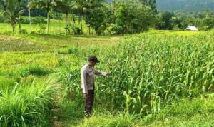 Sinergi Bhabinkamtibmas dan Petani Jagung di Lombok Barat