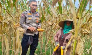 Peran Polri Jaga Stabilitas Harga, Petani Jagung Lombok Barat Diimbau Jual ke Bulog