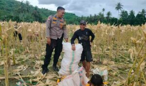 Demi Stok Pangan Nasional, Polsek Lembar Ajak Petani Salurkan Jagung Varietas NK ke Bulog