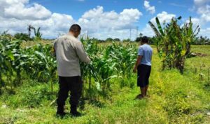 Strategi Polsek Labuapi Dukung Pangan: Jual Jagung ke Bulog & Tanam Pekarangan