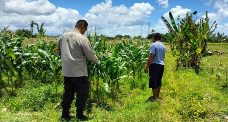 Strategi Polsek Labuapi Dukung Pangan: Jual Jagung ke Bulog & Tanam Pekarangan