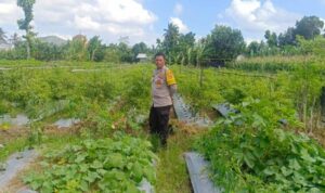 Strategi Polsek Gerung Perkuat Ketahanan Pangan Nasional